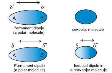 London dispersion forces and molecular shape