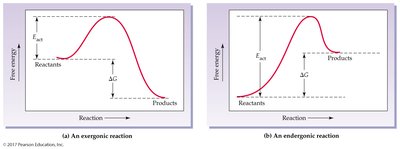 Reaction energy diagrams (exergonic and endergonic)