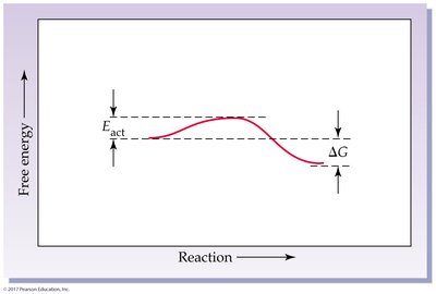 Reaction energy diagram with activation energy and ΔG