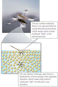 Surface tension and water strider