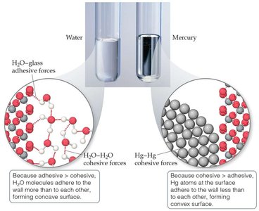 Cohesion and adhesion in water and mercury