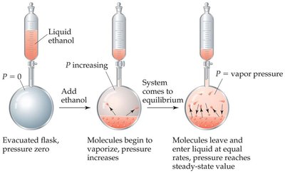 Dynamic equilibrium between liquid and vapor