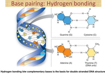 Hydrogen bonding in DNA base pairing