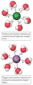Ion-dipole interactions with water molecules