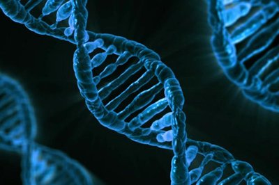 Water strider on water surface