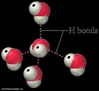 Hydrogen bond in water