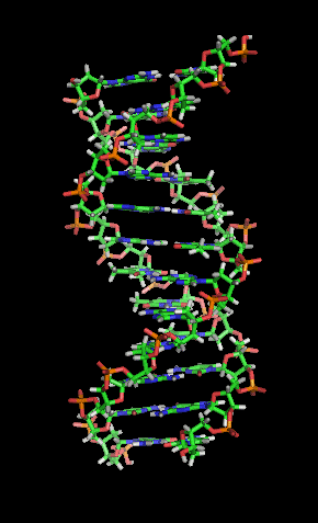 DNA double helix