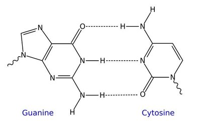 Guanine-cytosine hydrogen bonds