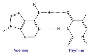 Adenine-thymine hydrogen bonds