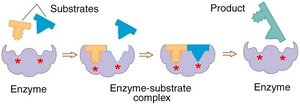 Enzyme-substrate complex and product formation (homogeneous catalysis)