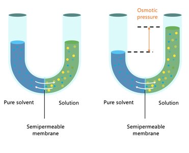 Osmotic pressure across a semipermeable membrane