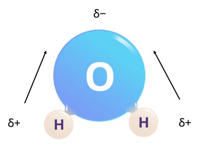 Water molecule showing partial charges