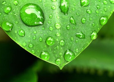 Meniscus shapes of water and mercury