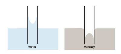 Capillary action in water and mercury