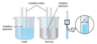 Capillary rise equation