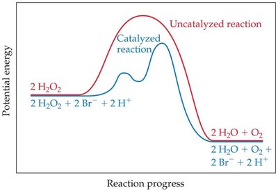 Potential energy diagram for catalyzed vs. uncatalyzed reaction