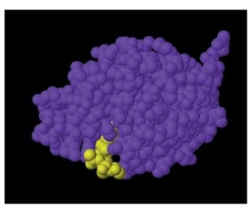 Enzyme-substrate complex