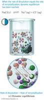 Dynamic equilibrium in NaCl solution