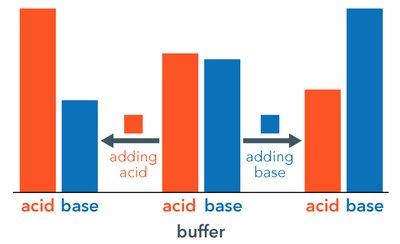 Graph showing buffer capacity and pH change upon addition of acid or base