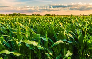 Field of crops representing use of ammonia in fertilizers