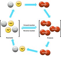 Diagram of dynamic equilibrium with reactants and products cycling