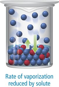 Rate of vaporization reduced by solute