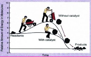 Catalyst provides alternative pathway