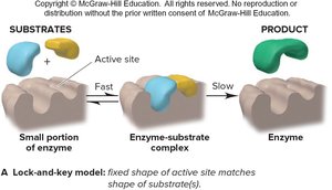Lock-and-key model of enzyme action