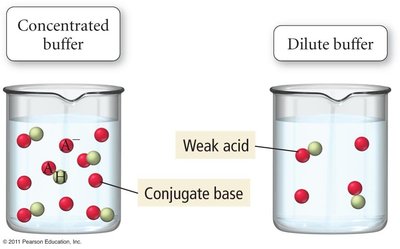 Concentrated vs. dilute buffer illustration