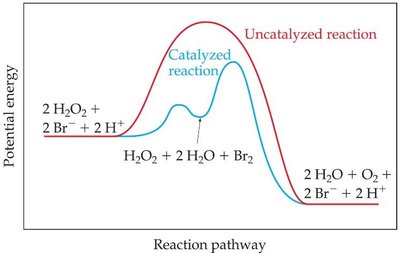 Potential energy diagram: catalyzed vs. uncatalyzed reaction