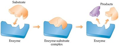 Enzyme-substrate complex mechanism