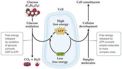 cell metabolism and coupled reactions