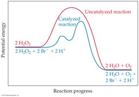 Potential energy diagram for catalyzed and uncatalyzed reactions
