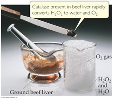 Enzyme catalysis example