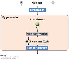 Dominant and recessive allele effects