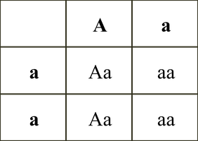 Testcross results for heterozygote