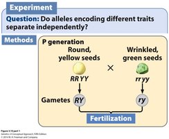 Dihybrid cross setup