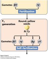 Dihybrid cross F1 generation