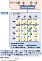 Dihybrid cross F2 generation and ratios