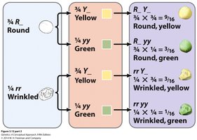 Branch diagram for expected progeny