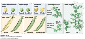 Traits studied by Mendel in garden peas