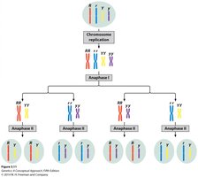 Independent assortment and meiosis
