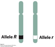 Chromosomes with different alleles