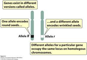 Alleles and loci on homologous chromosomes
