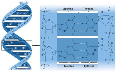Hydrogen bonding in DNA: A&T base pairs