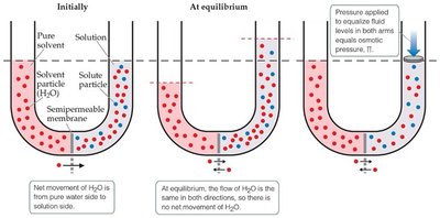 Osmosis across a semipermeable membrane