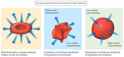 Red blood cells in isotonic, hypertonic, and hypotonic solutions