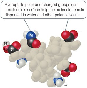 Hydrophilic and hydrophobic regions in a biomolecule