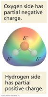 Charge distribution in water molecule