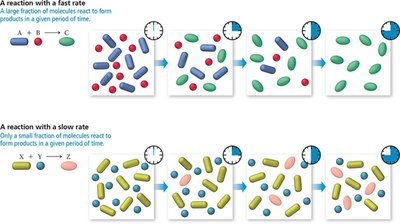 Fast and Slow Reaction Rate Diagrams